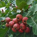 山楂プロジェクト